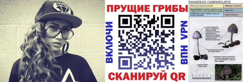 Галлюциногенные грибы Psilocybe  Купить закладки  Красноармейск 